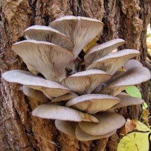 Как растут грибы вешенки