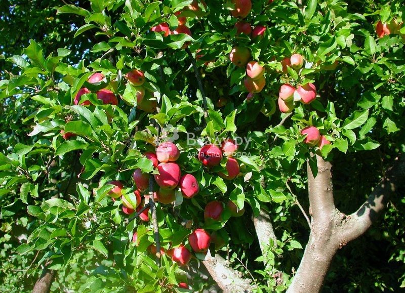 Сорт яблок розовый жемчуг – дерево