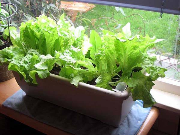 Как вырастить зелень на окне зимой