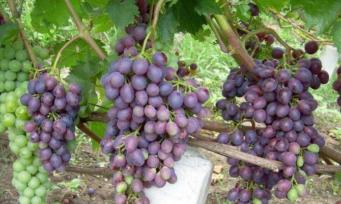 Схема посадки винограда фото