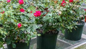 Как правильно посадить чайную розу