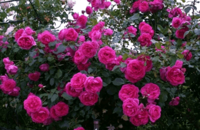 Как выглядит чайная роза фото