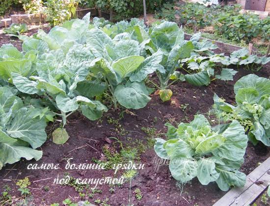 Список овощей для посадки в огороде