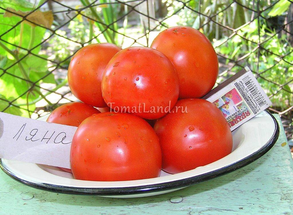 томат Ляна фото спелых плодов отзывы характеристика