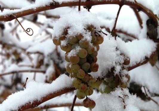 Как лучше укрыть виноград на зиму