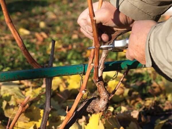 Как правильно обрезать виноград осенью видео