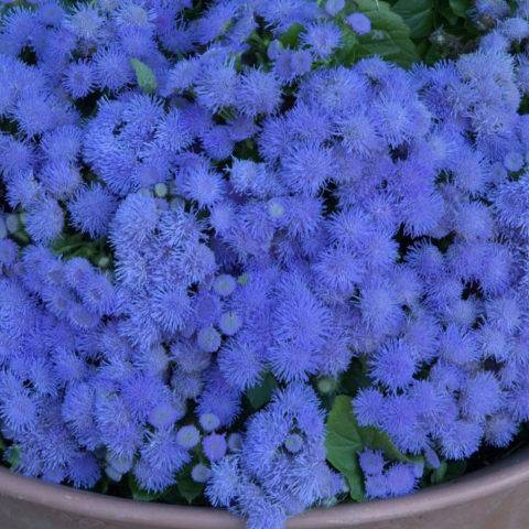 Голубая норка цветы фото