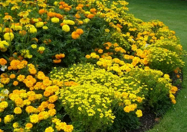 Желтые садовые цветы фото и названия