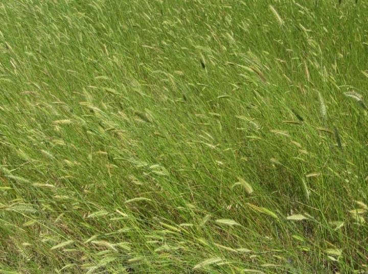 Газонные травы фото и названия