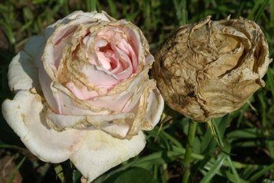 Чем отличаются розы флорибунда от чайно гибридных