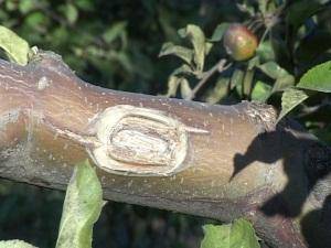 Чем обработать спилы на плодовых деревьях