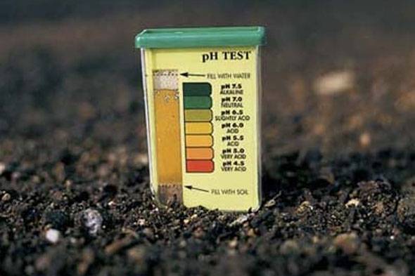 Как определить кислотность почвы на садовом участке