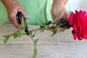 Выращивание розы из букета фото 2