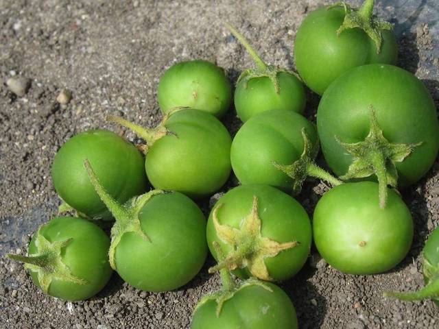 фото зеленых ягод картофеля