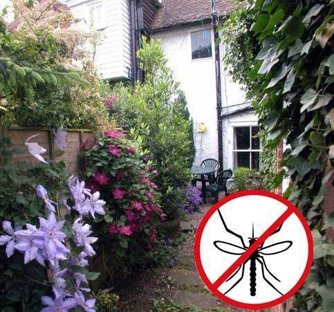 растения отпугивающие комаров