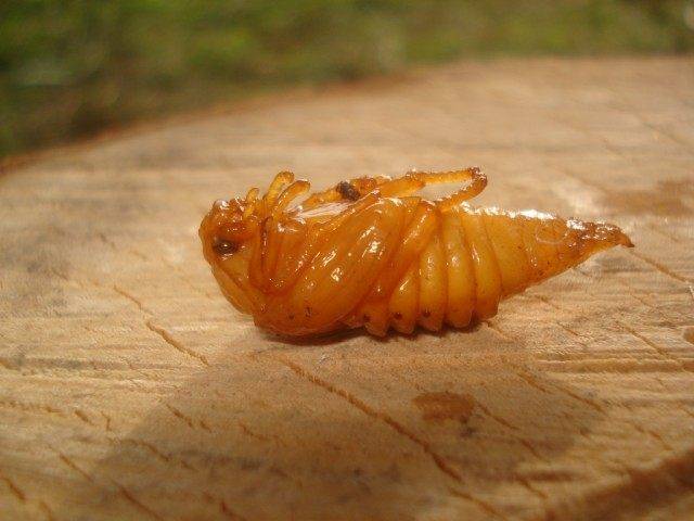 Как уничтожить личинки майского жука