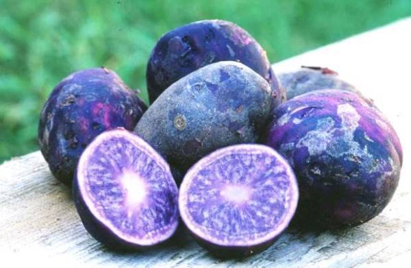 Фиолетовый картофель полезные свойства