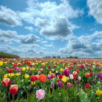 Тюльпаны фото цветов