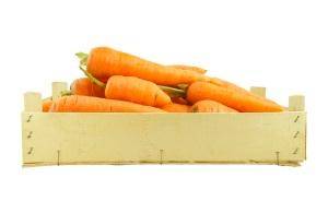 Почему вянет морковь в погребе