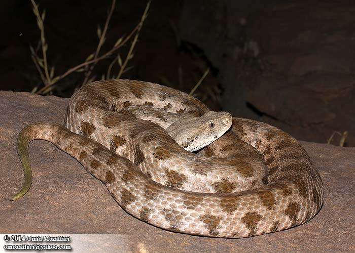 Гюрза (Macrovipera lebetina), фото фотография змеи