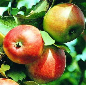 Особенности карликовых яблонь