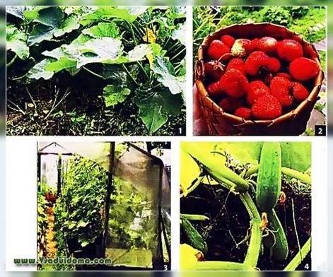 Выращивание овощей по джону джевонсу