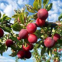 Вредители плодовых деревьев фото
