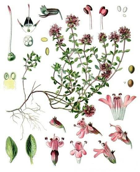 Ботаническое описание тимьяна