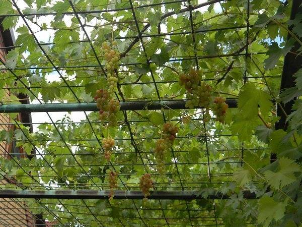 Фото виноградников на даче