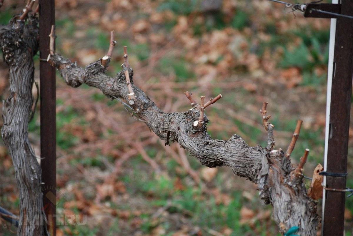 Когда укрывать виноград на зиму в поволжье