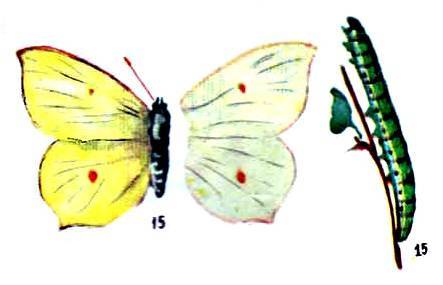 Определитель бабочек
