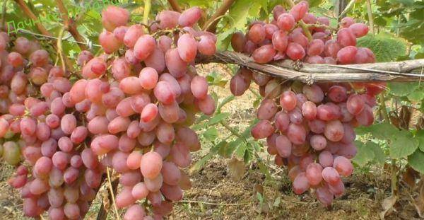 Как вырастить большой урожай винограда и собрать по 80-100 кг ягод с куста