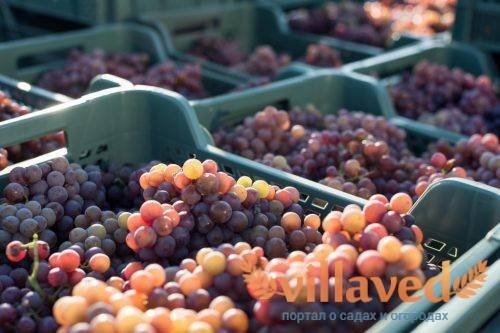 Урожайность винограда с куста
