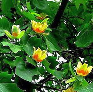 Лириодендрон тюльпанный, или тюльпанное дерево