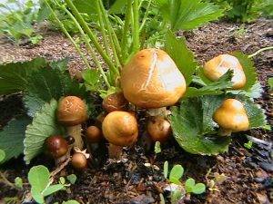 Как сеять грибы