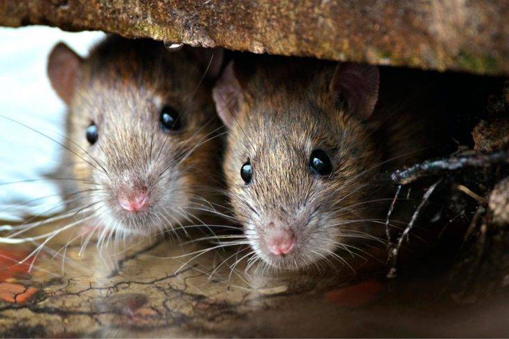 Народные средства от мышей в частном доме