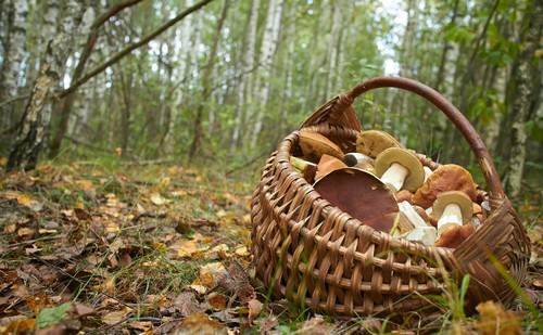 Первые весенние грибы появляются на европейской территории ещё в марте