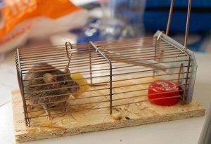 Методы борьбы с мышами в доме