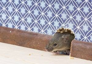 Методы борьбы с мышами в доме