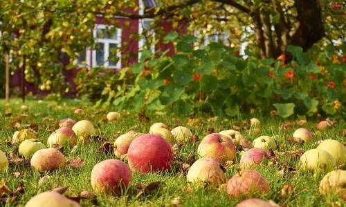Опавшие яблоки как удобрение
