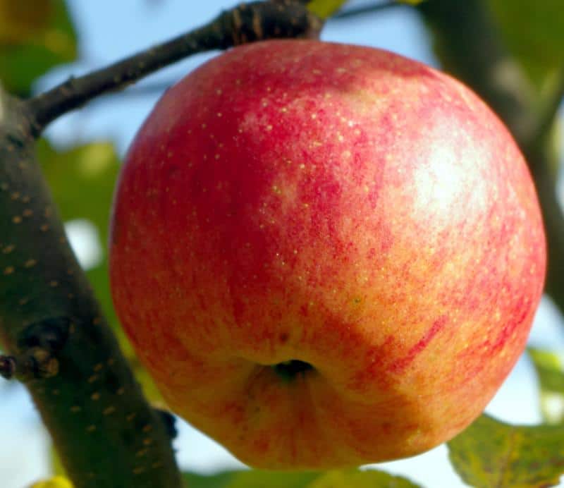 Сорт яблок хани крисп фото и описание