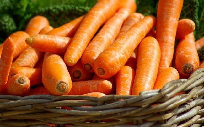Сладкие сорта моркови для зимнего хранения