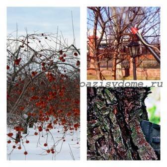 Подготовка молодых и взрослых яблонь к зиме: обрезка, подкормка, укрытие