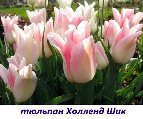 Тюльпаны лилиецветные фото