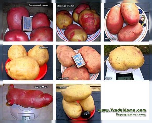 сорта картофеля устойчивые к фитофторе