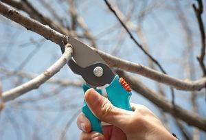 Как правильно производить обрезку деревье