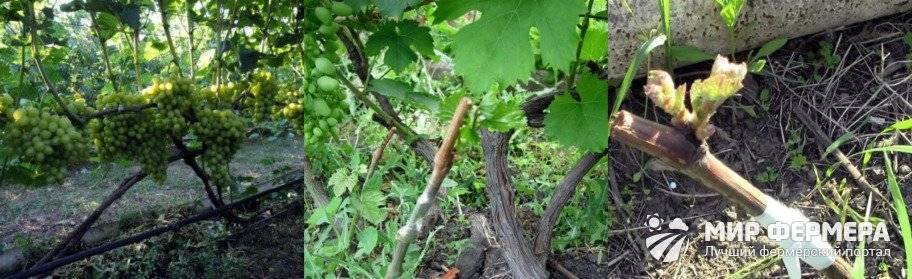 Как привить виноград весной на старый куст