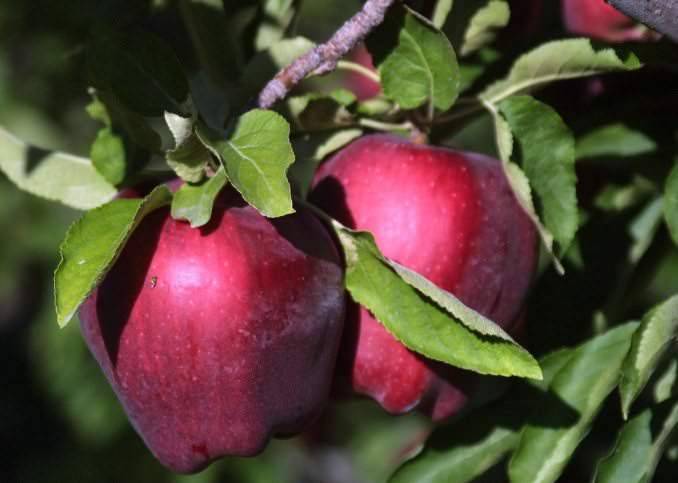 Сорт яблони «Делишес Ред» культивируется более века