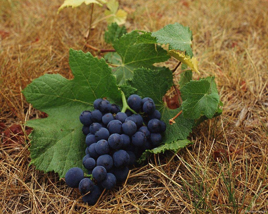 Подкормка виноградника осенью