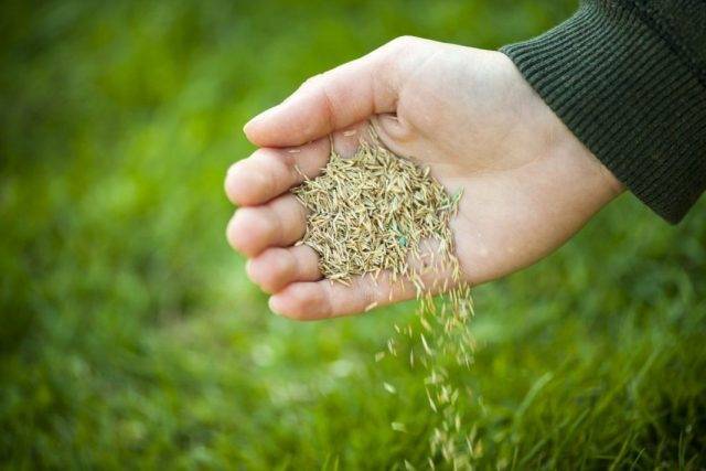 Посев газонной травы осенью: секреты идеальной лужайки